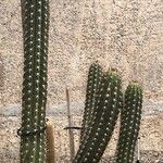 Pachycereus pecten-aboriginum Hábito