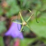 Campanula rotundifolia Plod