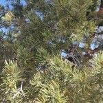Pinus edulis Hoja