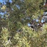 Pinus edulis Folha