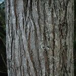 Acacia koaia Bark