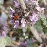 Marrubium supinum Flor