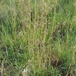 Themeda triandra Fiore