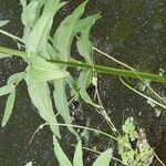 Sium latifolium Hoja