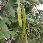 Clitoria fairchildiana Fruit