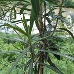 Nerium oleander Folla