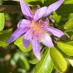 Grewia occidentalis Flower