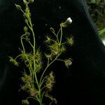 Drosera peltata ശീലം