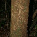 Abarema jupunba Ŝelo
