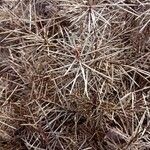 Hakea sericea Blad