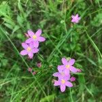 Centaurium erythraea ফুল