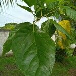 Morus rubra Leaf