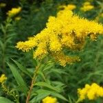 Solidago gigantea花