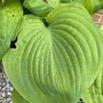 Hosta sieboldiana Folha