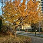 Sorbus domestica ശീലം