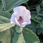 Althaea officinalis Blomst