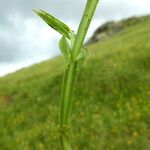 Lathyrus linifolius Bark