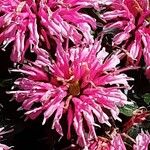 Monarda didyma Flower