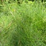 Festuca heterophylla ശീലം