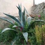 Agave americana Folha