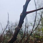 Rhus glabra Corteza