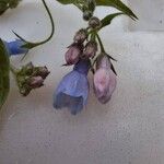 Mertensia paniculata Flower