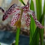Fritillaria meleagris Kvet