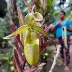 Phragmipedium longifolium Кветка