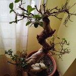 Ficus microcarpa Blatt