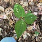 Trillium undulatum برگ