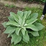 Verbascum phlomoides Φύλλο