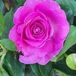 Rosa × damascenaFlower