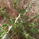 Solanum arundo Лист