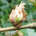 Quercus × hispanica Bloem