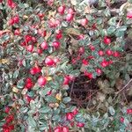 Cotoneaster microphyllus 形态