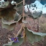 Solanum lycocarpum Flors