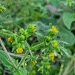 Sigesbeckia orientalis Flower