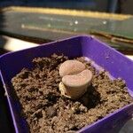 Lithops localis 葉