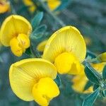 Cytisus oromediterraneus Floare