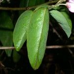 Securidaca diversifolia Leaf