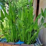 Pontederia cordata Leaf