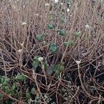 Viburnum lantana Habit