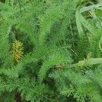 Achillea nobilisBlad