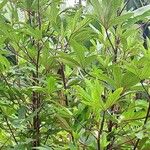 Hibiscus sabdariffa Folha