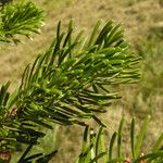 Abies cilicica পাতা