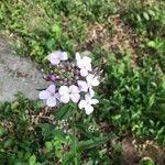 Hesperis matronalisFlower