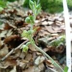 Epipactis microphylla Flower