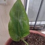 Philodendron martianumList