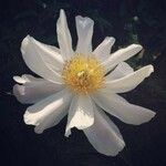 Anemone baldensis Fula