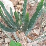 Euphorbia triangularis Leaf